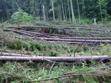 1,7 hectare de pădure au fost defrișate de vântul turbat, la Falcău