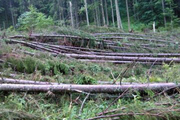 1,7 hectare de pădure au fost defrișate de vântul turbat, la Falcău