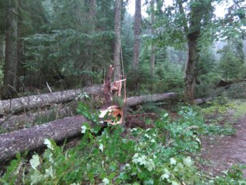 Mii de arbori, smulși din pământ sau rupți, după o furtună de un sfert de oră