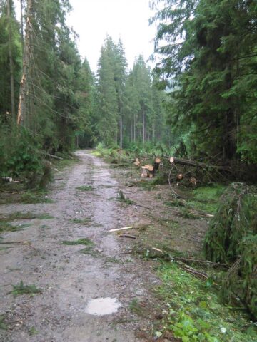 Mii de arbori, smulși din pământ sau rupți, după o furtună de un sfert de oră