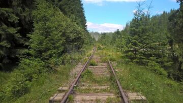 În doar câțiva ani, calea ferată Poiana Stampei - Dornișoara s-a transformat într-o mică pădure