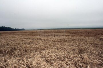 Producția medie la grâu este de 3.026 kilograme la hectar