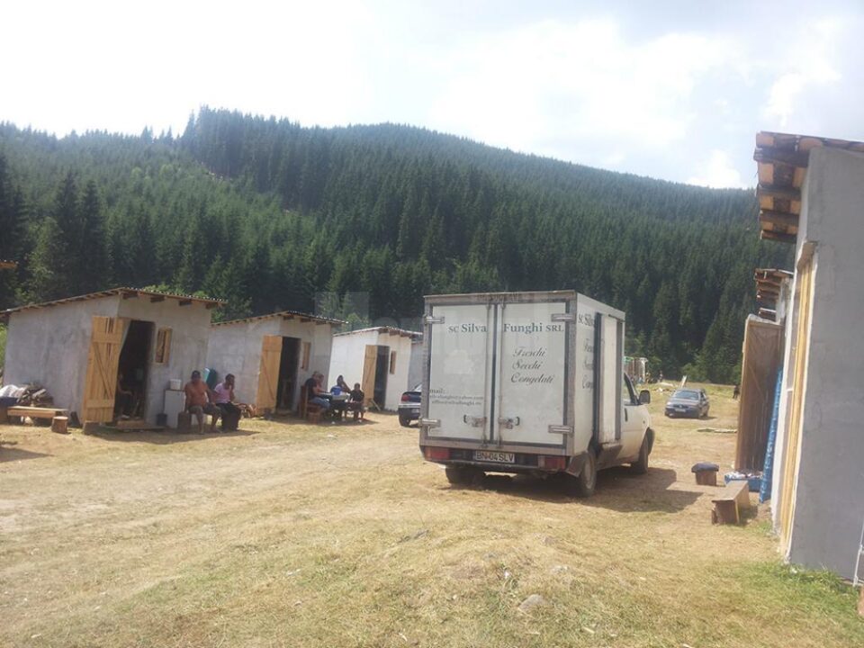 Sute de culegători de hribi și afine au împânzit zona de munte a județului