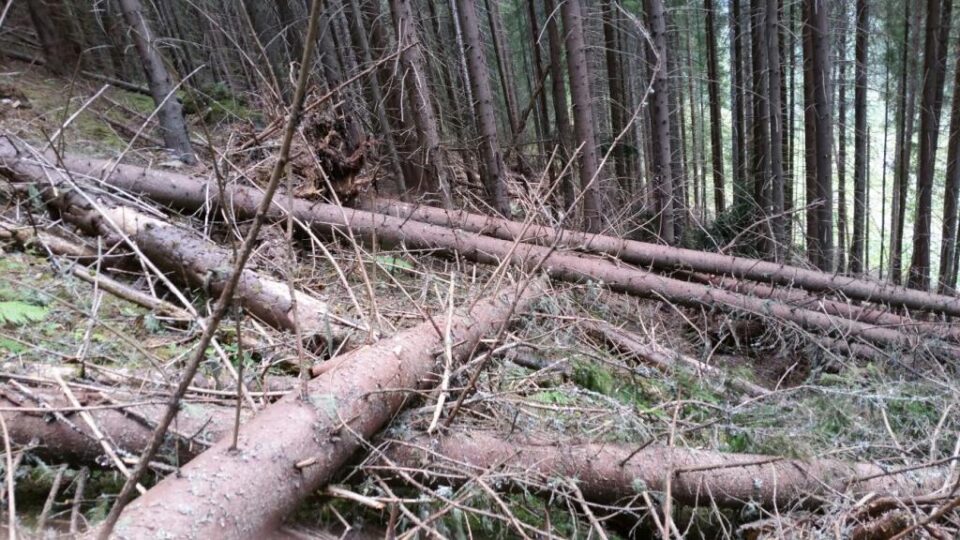 Arbori tineri doborâți intenționat, cu utilaje forestiere