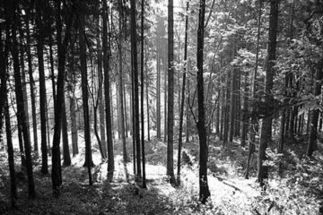 „Pădurea Laura”