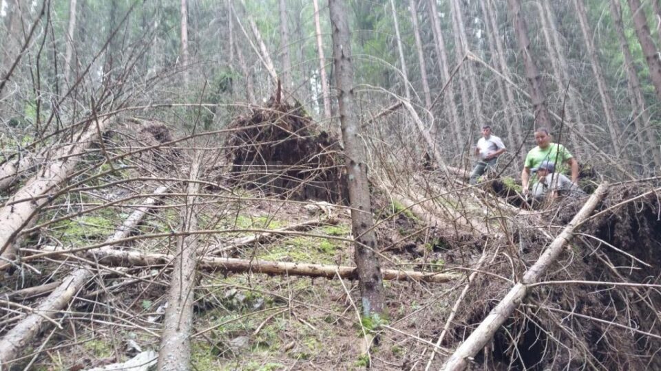 Arbori tineri doborâți intenționat, cu utilaje forestiere