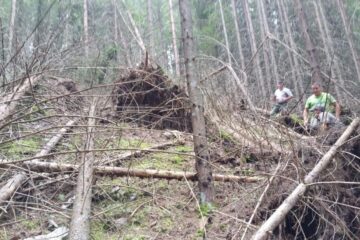 Arbori tineri doborâți intenționat, cu utilaje forestiere