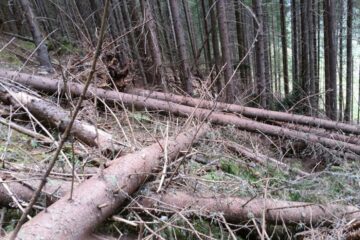 Arbori culcați la pământ intenționat