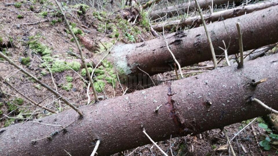 Arbori culcați la pământ intenționat