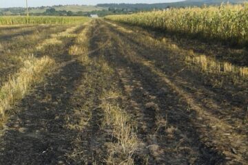 Bătrân mort în timp ce incendia o miriște