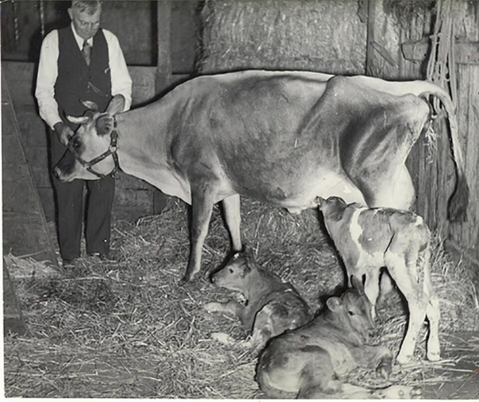„Ameliorarea raselor de bovine”