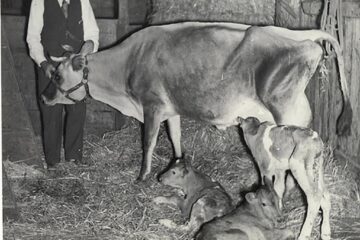 „Ameliorarea raselor de bovine”