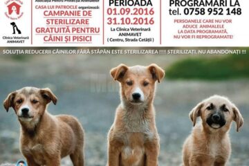 Campanie de sterilizare gratuită a câinilor fără stăpân