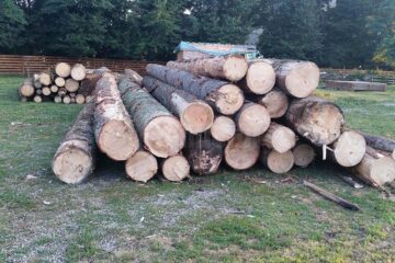 Arbori nemarcați, tăiați de firma care exploata masa lemnoasă dintr-o pădure