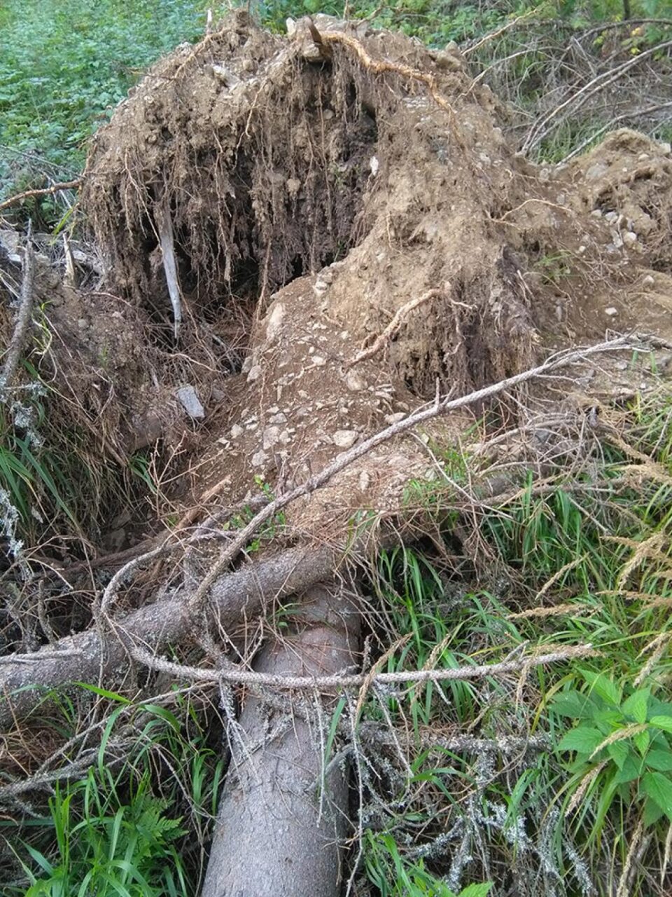 Arbori smulși intenționat din rădăcini ca să pară doborâți de vânt