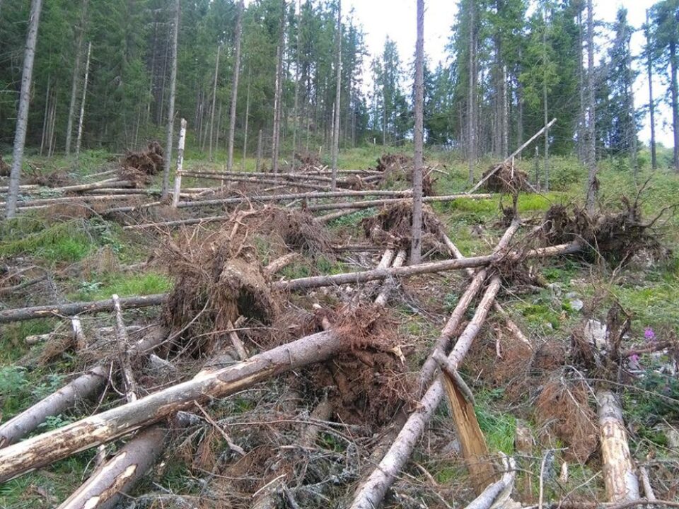 56 de arbori din specia molid au fost doborâți în mod ilegal