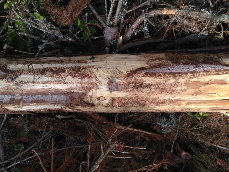 Arbori smulși intenționat din rădăcini ca să pară doborâți de vânt