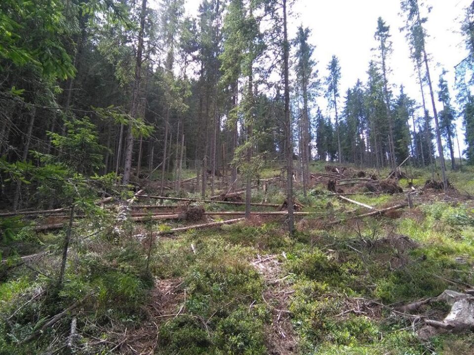 Arbori smulși intenționat din rădăcini ca să pară doborâți de vânt