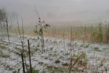 Grindina a provocat distrugeri pe 5.176 de hectare de teren cultivate cu diferite culturi