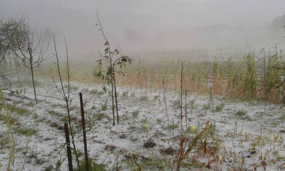 Grindina a provocat distrugeri pe 5.176 de hectare de teren cultivate cu diferite culturi Grindina a provocat distrugeri pe 5.176 de hectare de teren cultivate cu diferite culturi