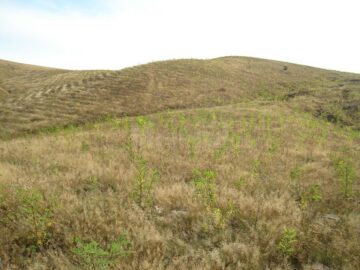 Amplu control al regenerărilor pădurilor din județ, demarat de Direcția Silvică Suceava, la ocoalele silvice din subordine