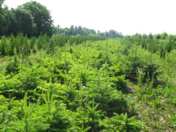 Nouă milioane de puieți de arbori sunt produși anual în pepinierele proprii ale Direcției Silvice Suceava