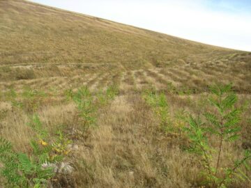 Amplu control al regenerărilor pădurilor din județ, demarat de Direcția Silvică Suceava, la ocoalele silvice din subordine