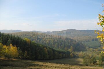 Pentru tăierea de arbori din pădurile virgine amenda este cuprinsă între 20.000 și 30.000 de lei