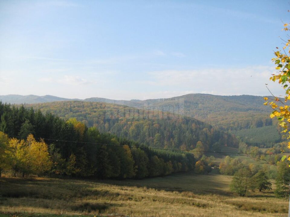 Pentru tăierea de arbori din pădurile virgine amenda este cuprinsă între 20.000 și 30.000 de lei