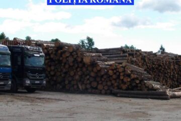 Materialul lemnos care a fost confiscat