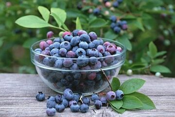 „Fructe de pădure”