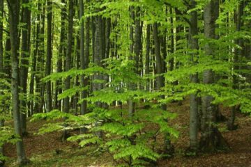 „Pădurile viitorului”