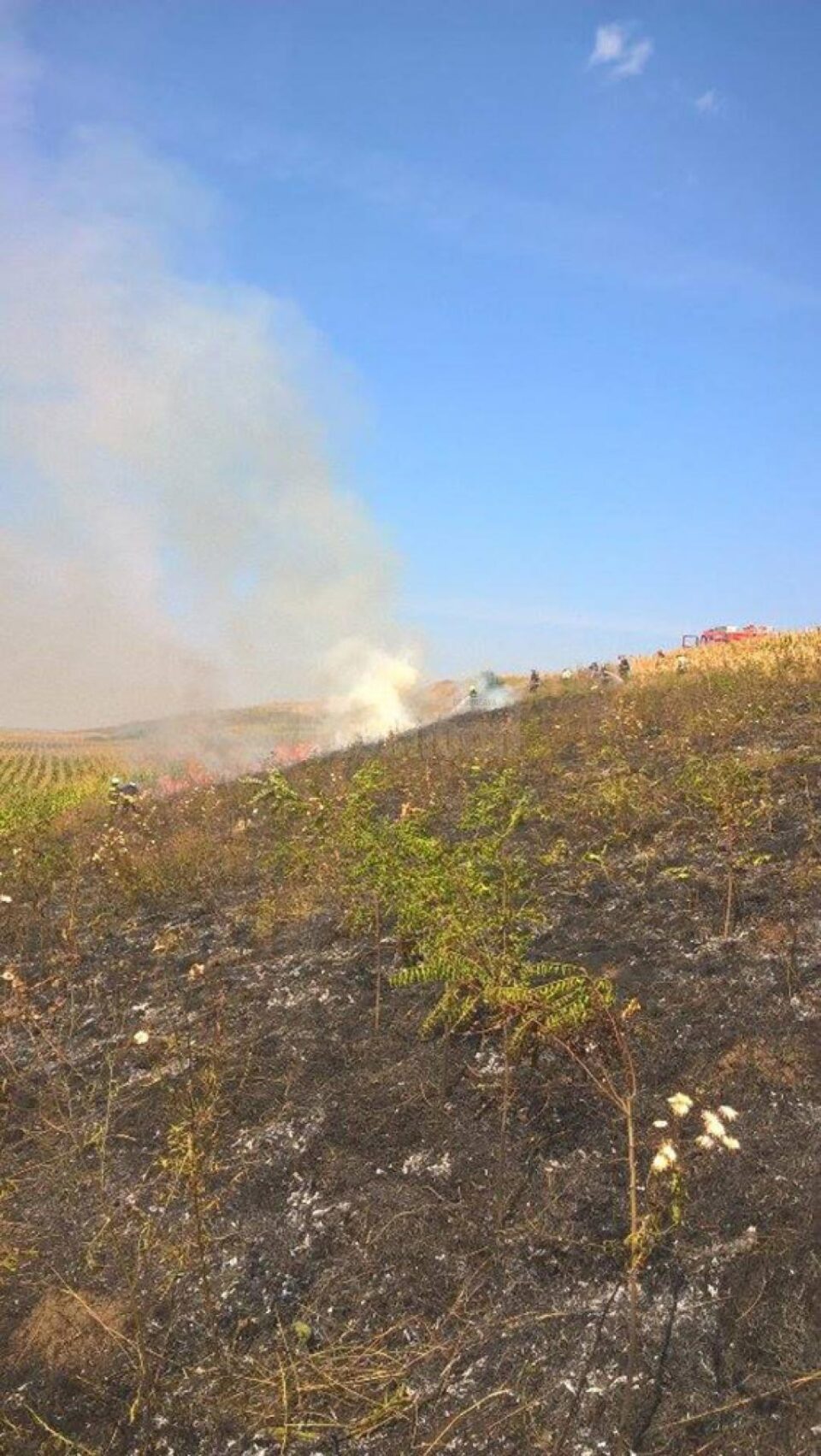 Pompieri intervenind pentru stingerea unui incendiu de vegetație uscată