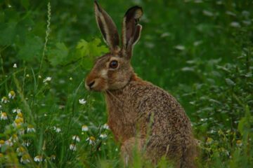 „Sezon de vînătoare”