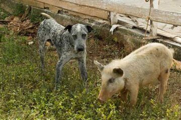 „Cățelul și purcelul”