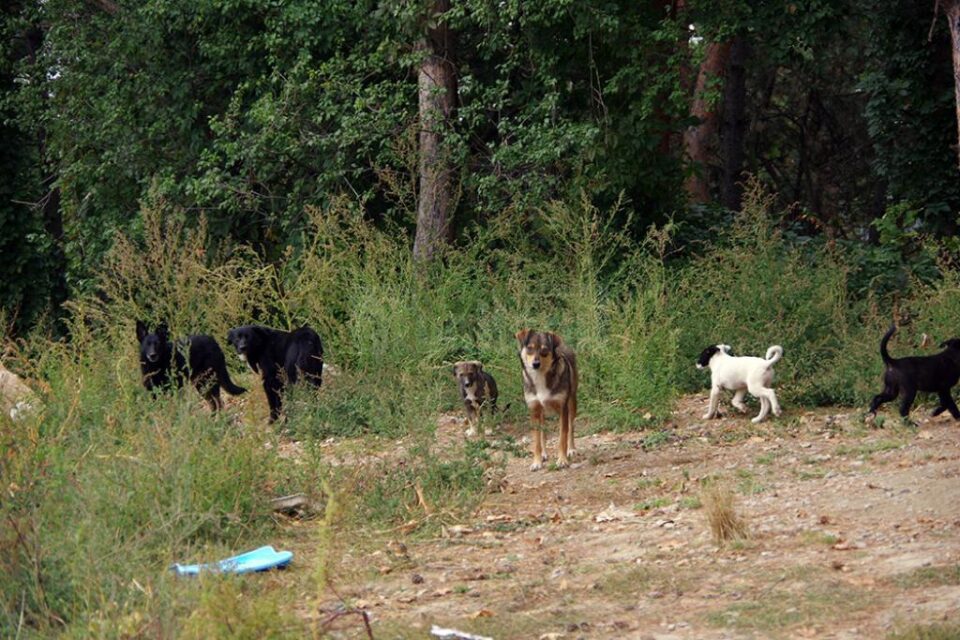 Câini comunitari între Campusul de la Liceul Sportiv și Casa pentru copii "Colț Alb"