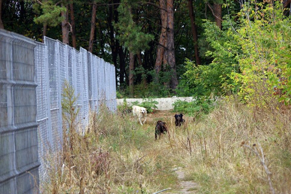 Câini comunitari între Campusul de la Liceul Sportiv și Casa pentru copii "Colț Alb"