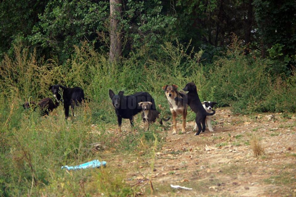 Câini comunitari între Campusul de la Liceul Sportiv și Casa pentru copii "Colț Alb"