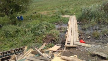 Cel puțin 54 dintre maidanezii nou-veniți în Suceava sunt înregistrați pe numele unei singure persoane