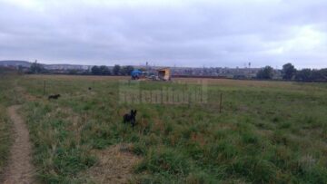 În jurul adăpostului câinii circulă nestingheriți