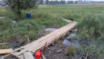 Cel puțin 54 dintre maidanezii nou-veniți în Suceava sunt înregistrați pe numele unei singure persoane