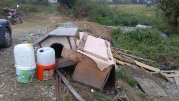 Cel puțin 54 dintre maidanezii nou-veniți în Suceava sunt înregistrați pe numele unei singure persoane