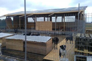 Adăpostul construit fără nici o autorizație de Asociația Bruno Pet