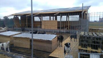 Adăpostul construit fără nici o autorizație de Asociația Bruno Pet