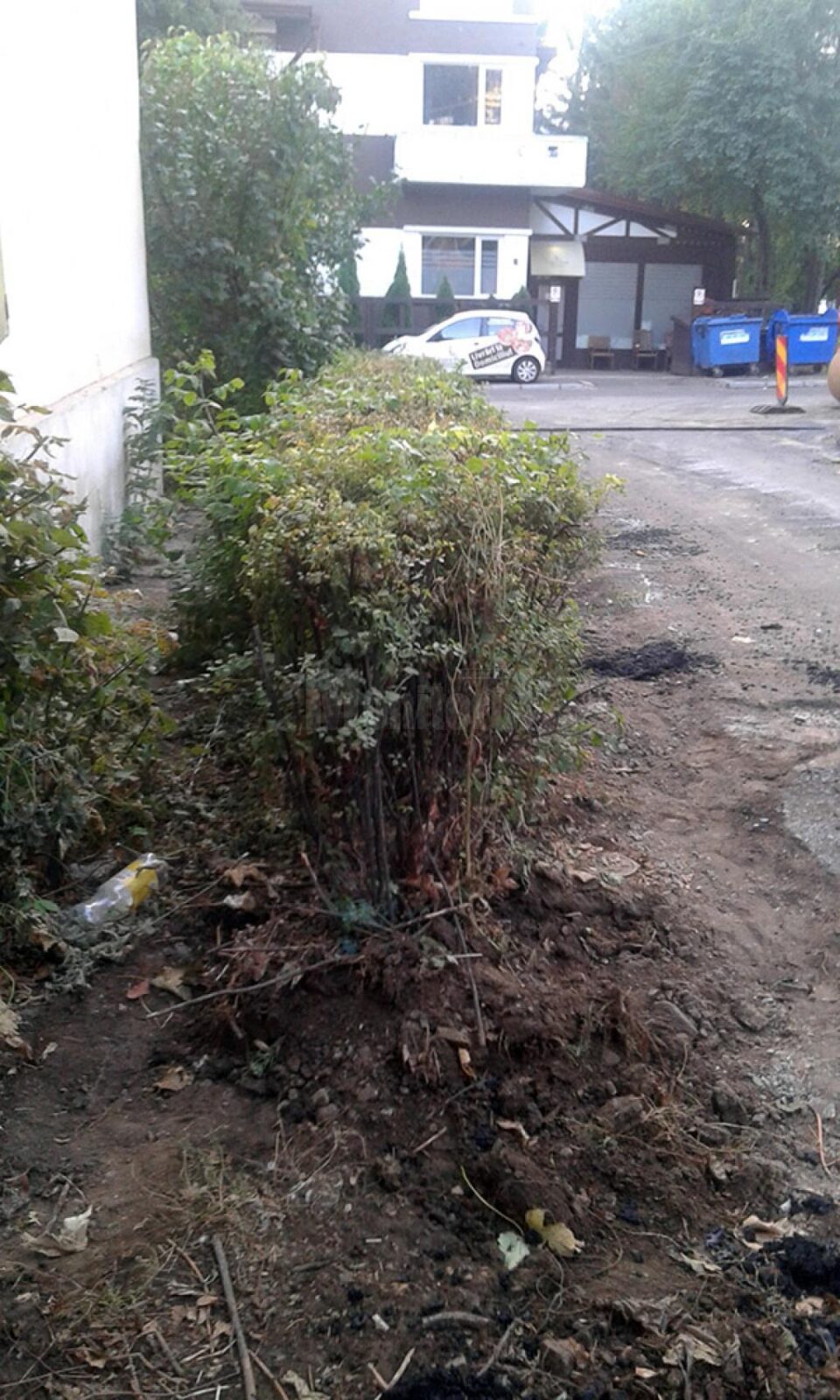 Strada Sbl. Alexandru Ienceanu înainte de scoaterea gardului viu