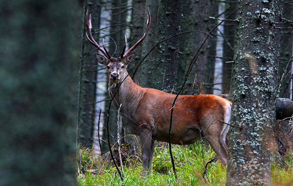Chemarea ancestrală a cerbului îndrăgostit este una dintre cele mai impresionante simfonii ale naturii Sursa foto: Nicolae Dărămuș Chemarea ancestrală a cerbului îndrăgostit este una dintre cele mai impresionante simfonii ale naturii Sursa foto: Nicolae Dărămuș