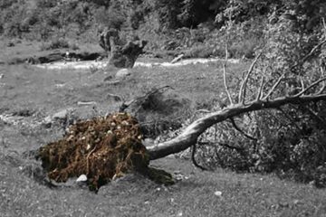 „Furtuni în Bucovina”