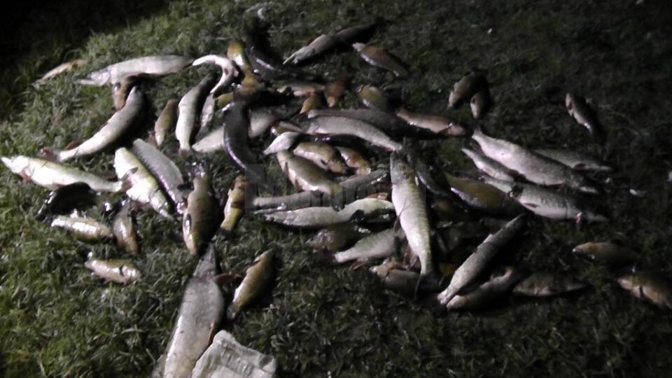 Cei doi bărbați au pescuit, cu instrumente interzise de lege, aproximativ 50 de kilograme de pește