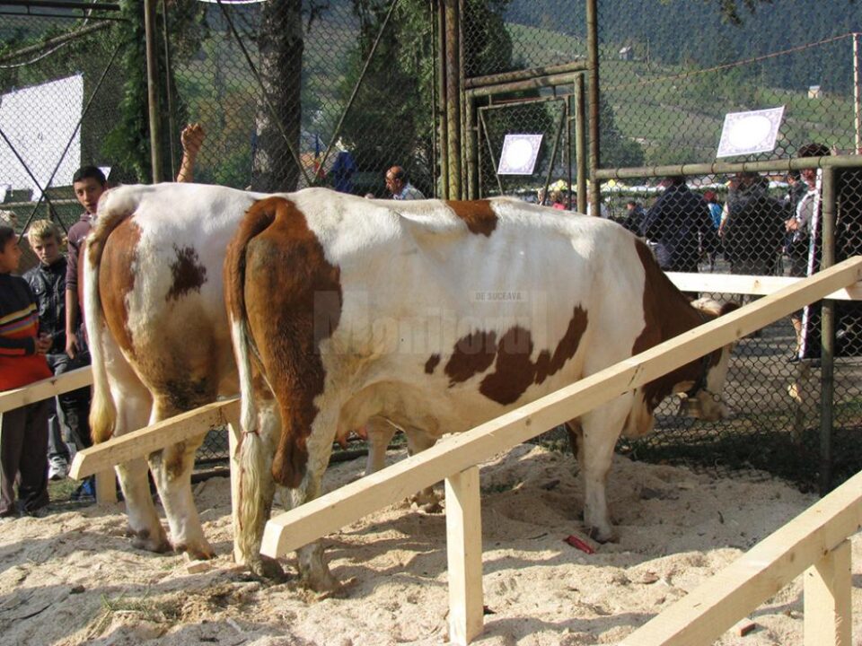 Festivalul Drumul Lemnului și Târgul Lăptarilor, duminică, la Câmpulung