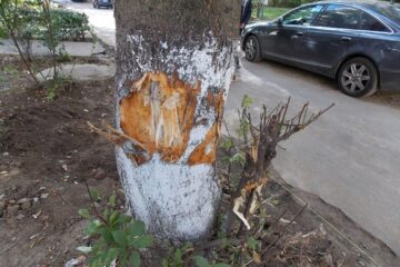 Arbore lovit de un muncitor cu toporul, pentru a fi tăiat